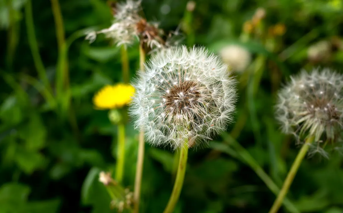 7 Common Wildflower Planting Mistakes and How to Avoid Them