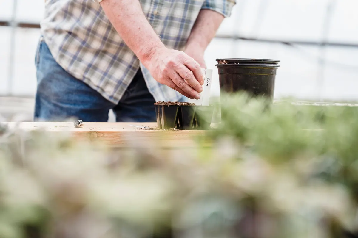A Beginner's Guide to Growing Wildflowers from Seed