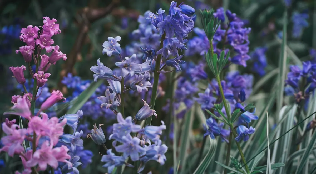 From Dormant to Bloom: Understanding the Bluebell Life Cycle