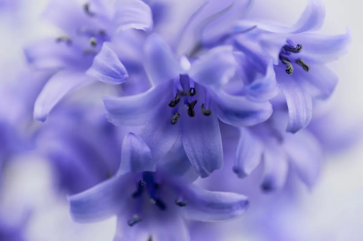 How to Plant Bluebell Bulbs in a Woodland Garden